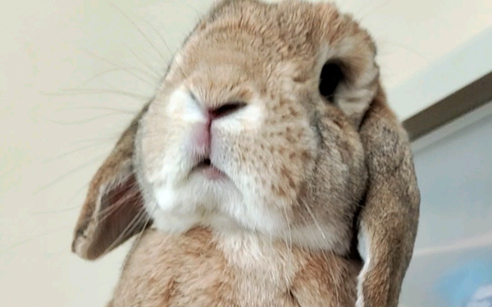 最丑的兔子品种图片