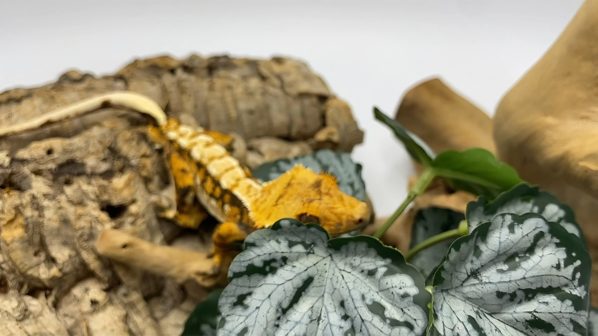 高对比睫角守宫