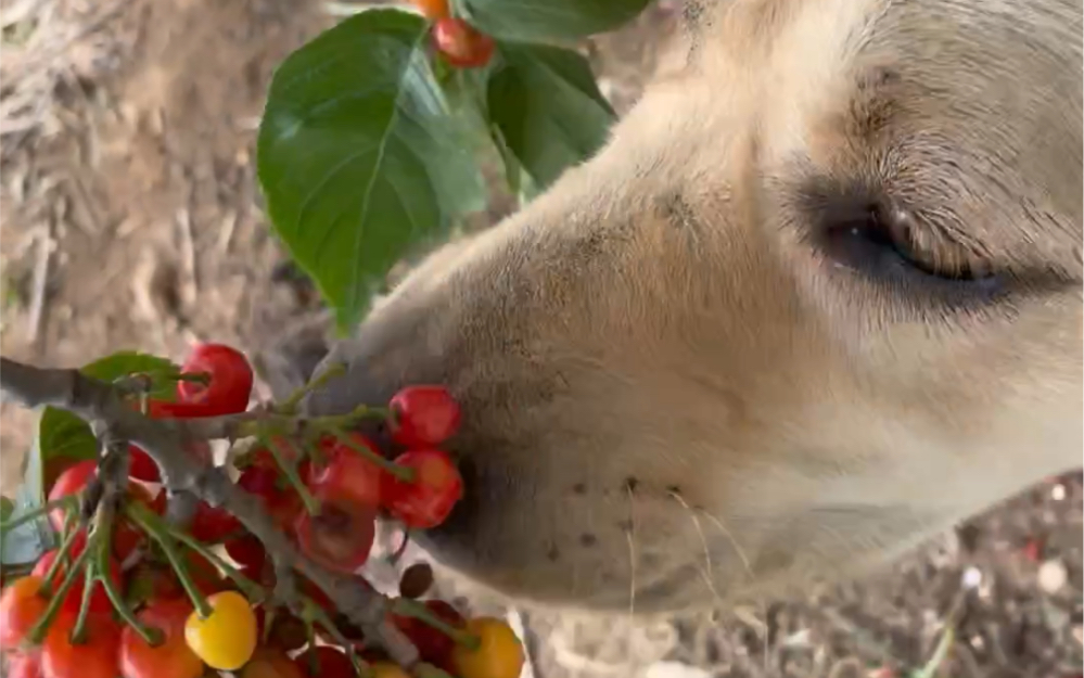 狗子吃樱桃 #搞笑宠物