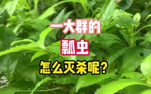 Descargar video: 一大群瓢虫飞进家里怎么办？