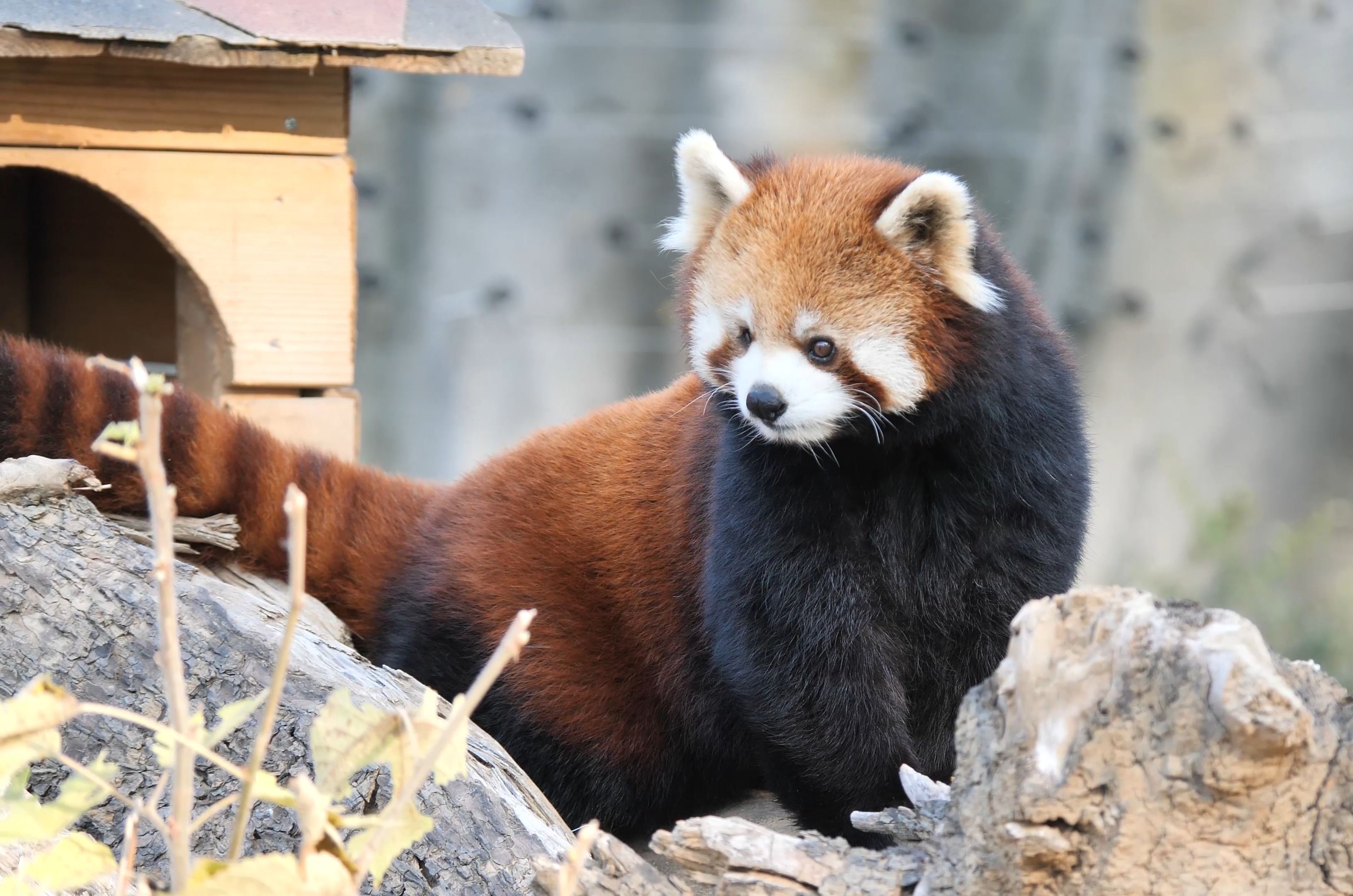 认识一下肥美的船长吧【小熊猫】