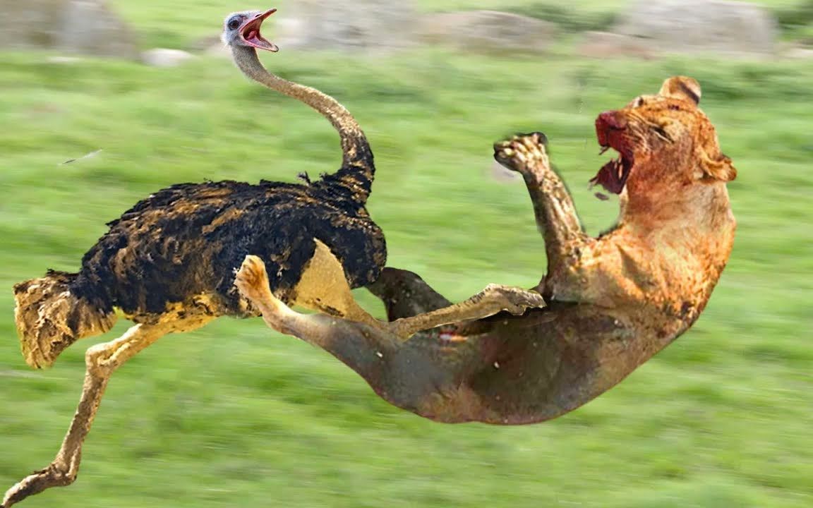 愤怒的鸵鸟妈妈攻击狮子和豹子以保护她的孩子