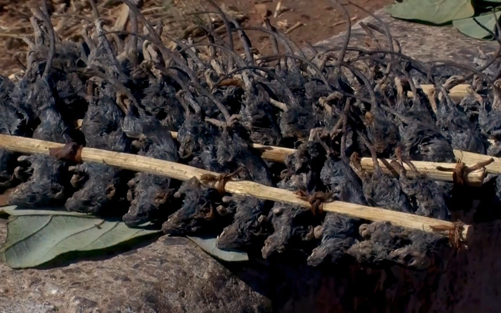 非洲特色美食老鼠烤串!