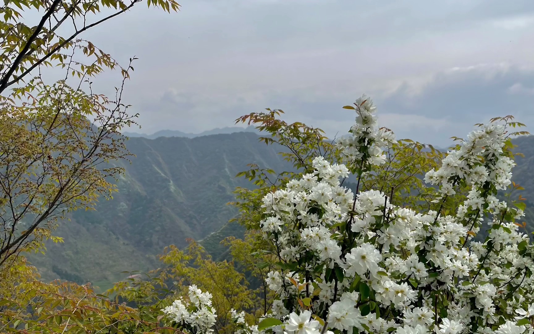 秦岭子午梅园图片