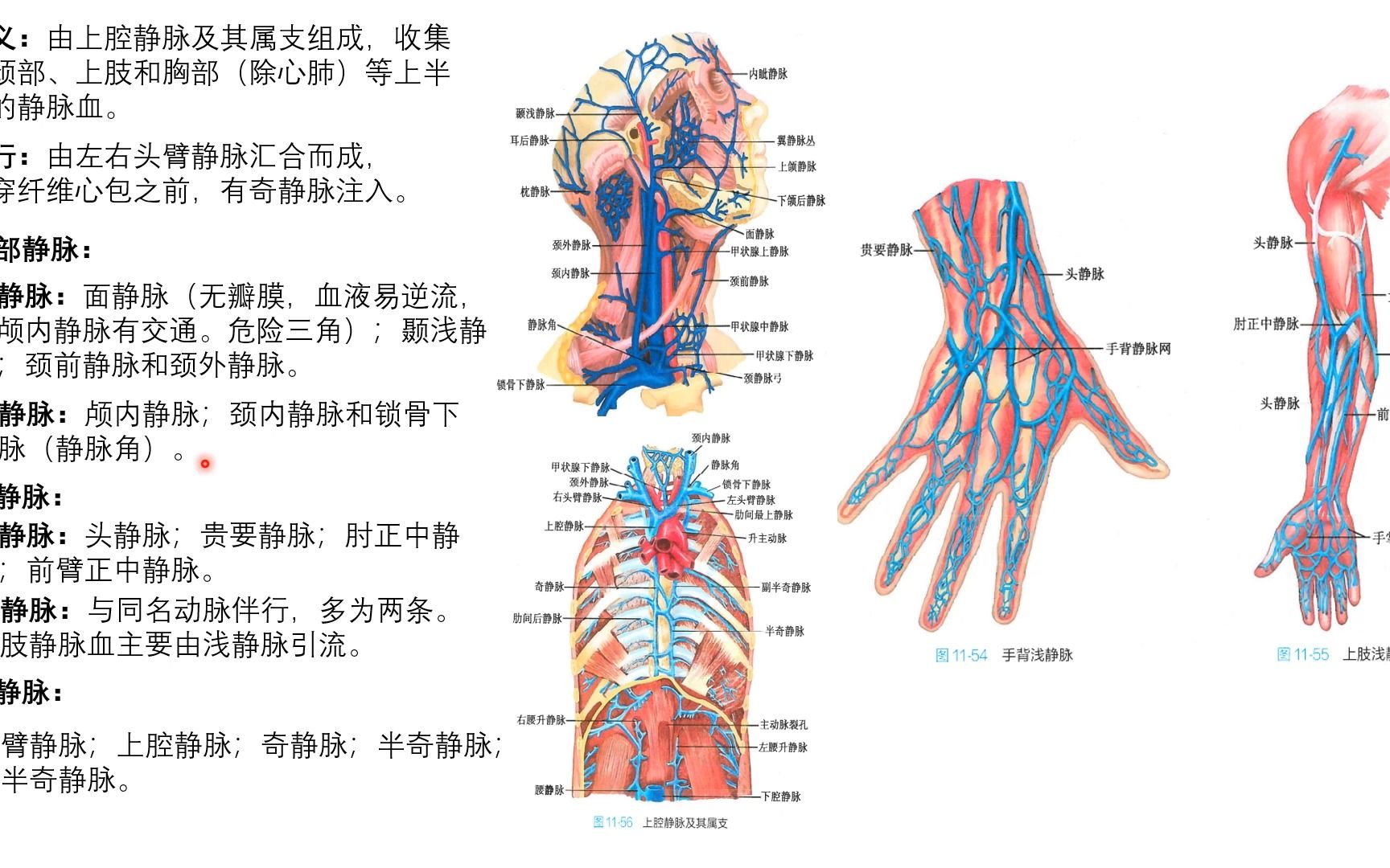 上腔静脉解剖位置图片