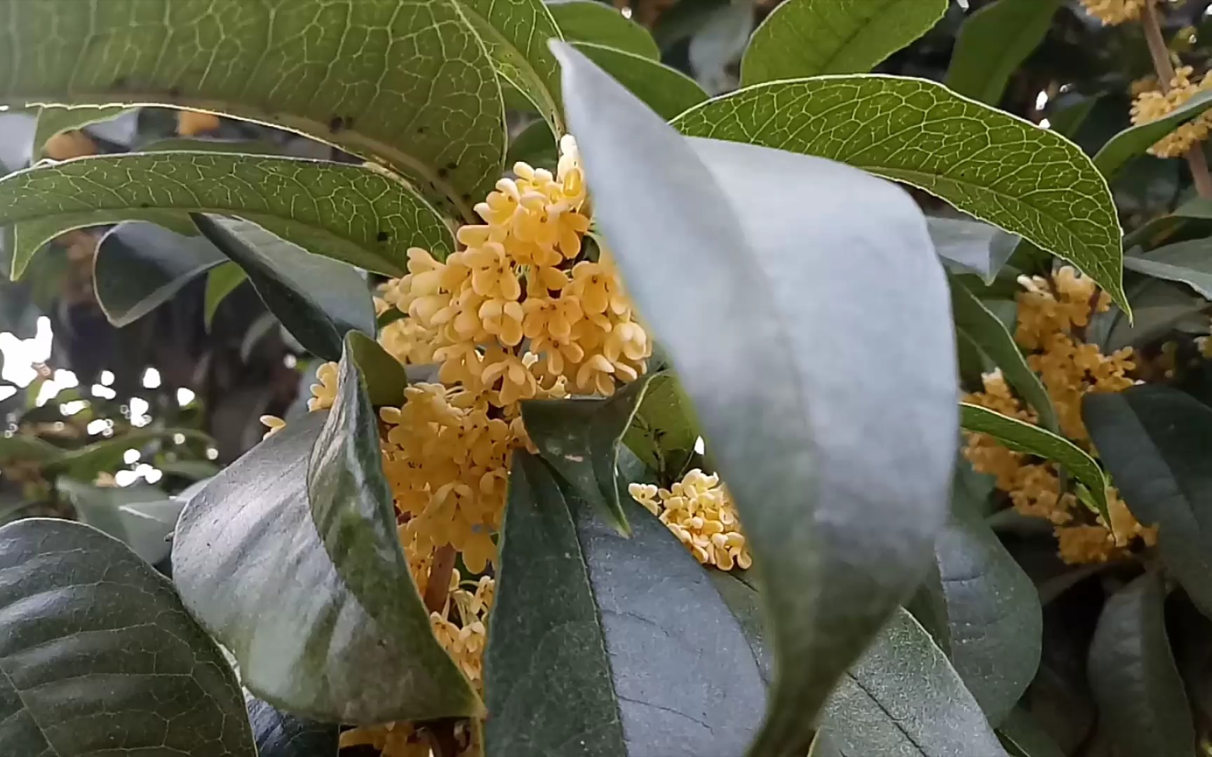 [图]【金桂飘香】路边人家的桂花终于开了，香气袭人。（画面有点不对焦，凑合着看看吧。）