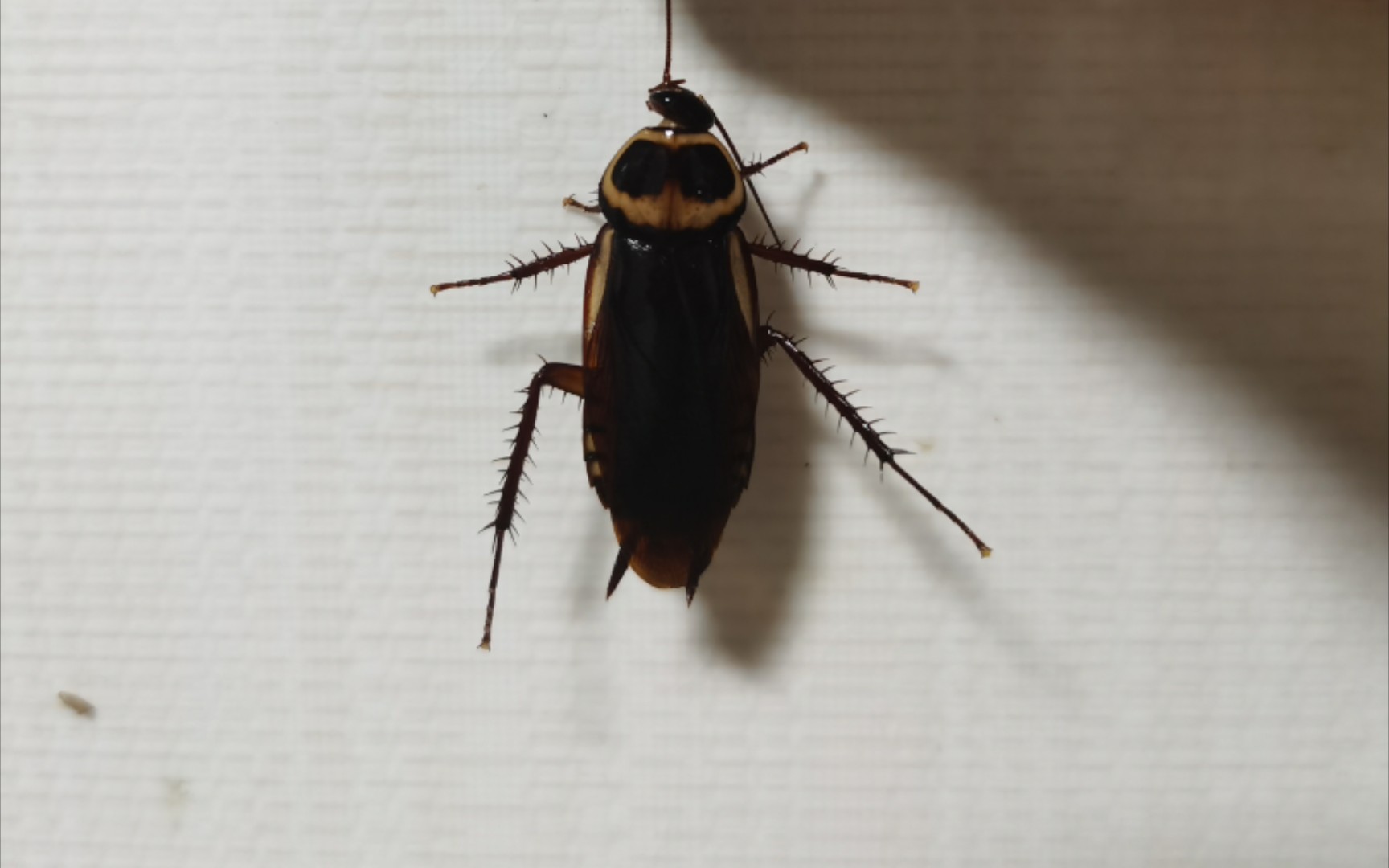广州蟑螂有多大图片图片