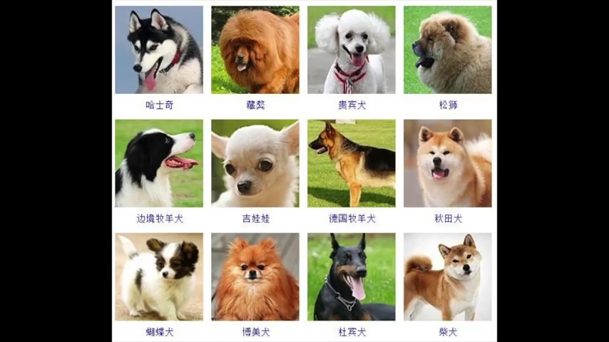 中小型犬排名图片