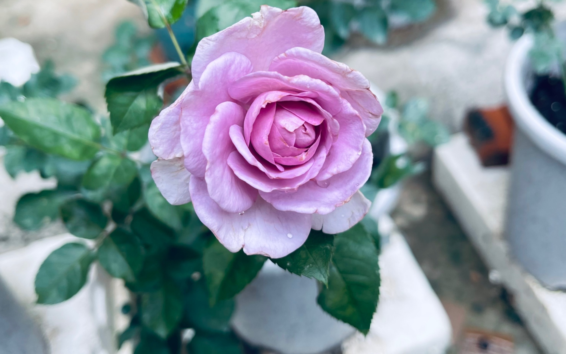 北阳台月季 蓝色风暴 艾莎