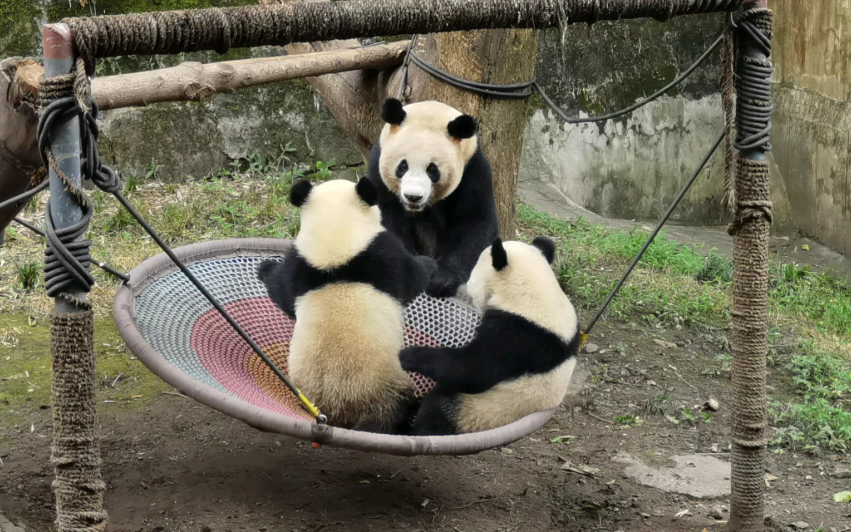 大熊猫好奇大熊猫奇珍大熊猫奇宝带娃还得看好奇莽仔可以晚上跟好奇