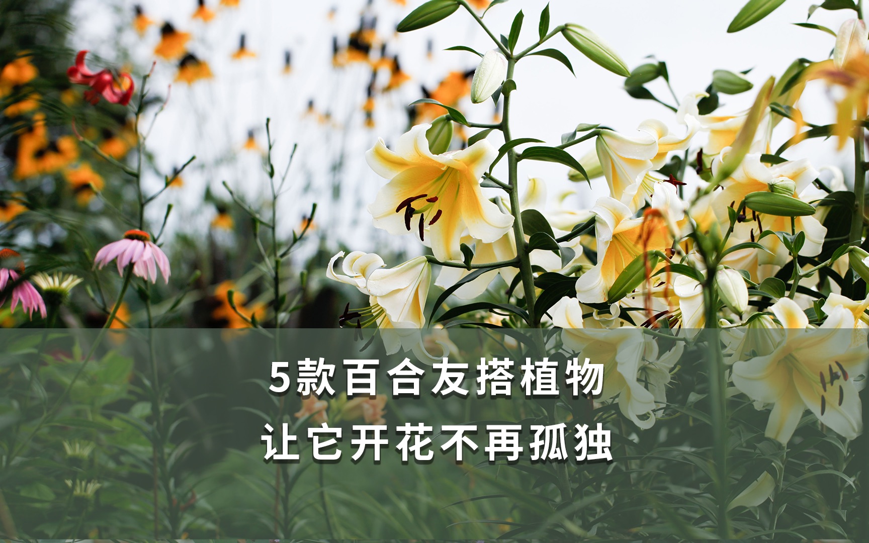 [图]【海妈植物推荐】5款百合友搭植物 让它开花不再孤独