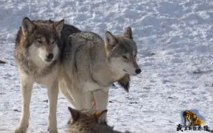 Скачать видео: 狼王和狼后配对成功！狼群见了绕道走，这画面养狼人都不敢多看！