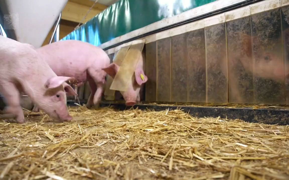 瑞士一种断奶猪保温巢