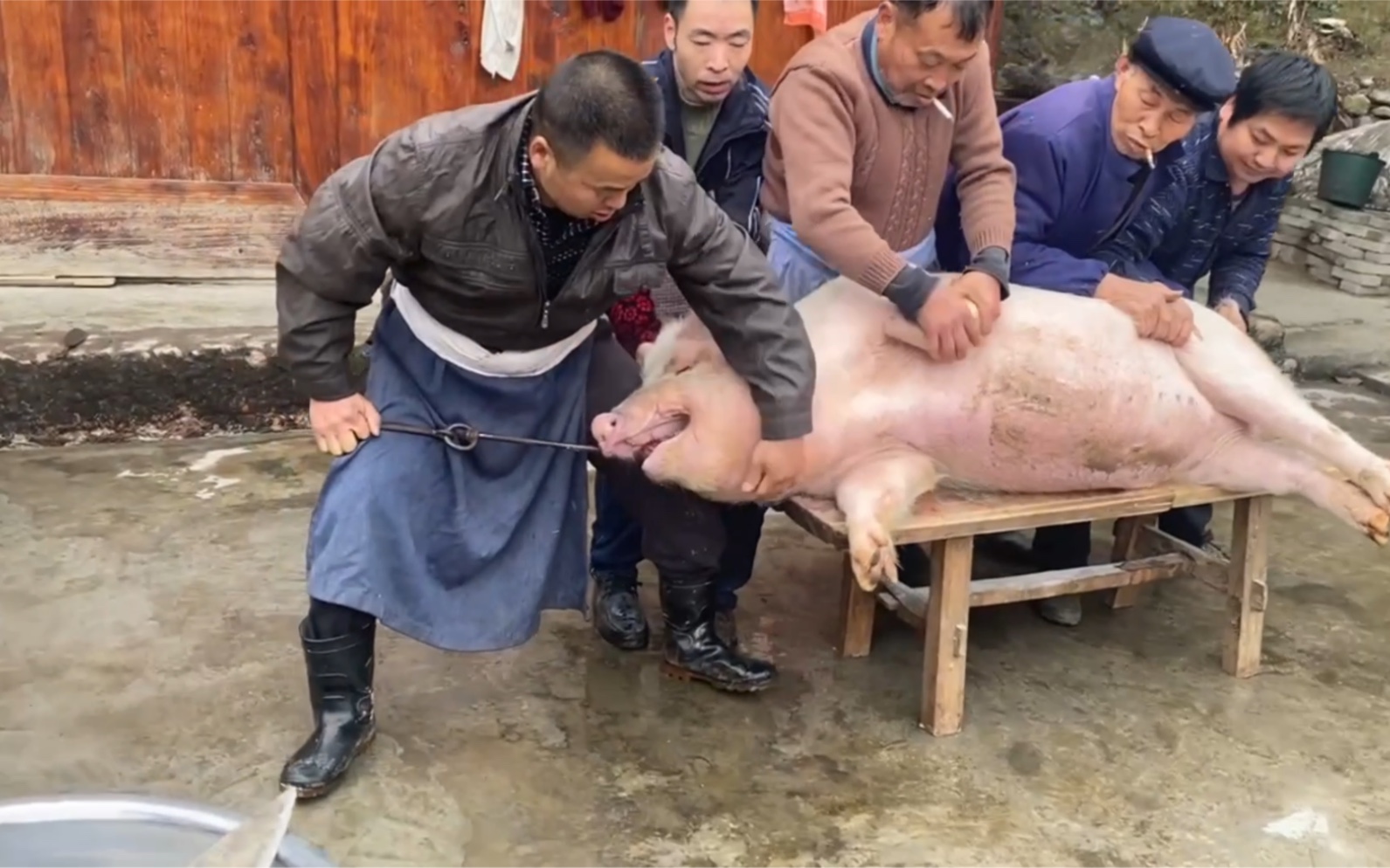 贵州农村杀猪图片