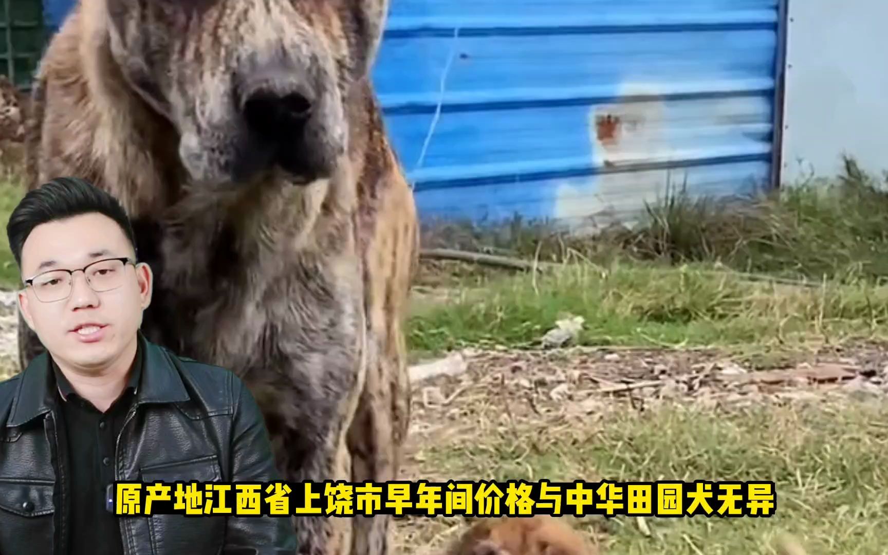 国产悍犬虎斑犬,曾经是宫廷御用犬,如今身价过万哔哩哔哩bilibili