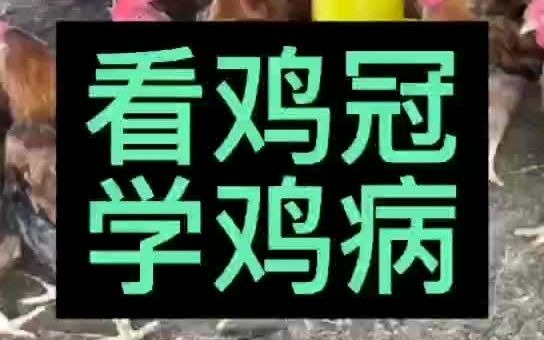 禽医老葛教你看鸡冠学鸡病哔哩哔哩bilibili