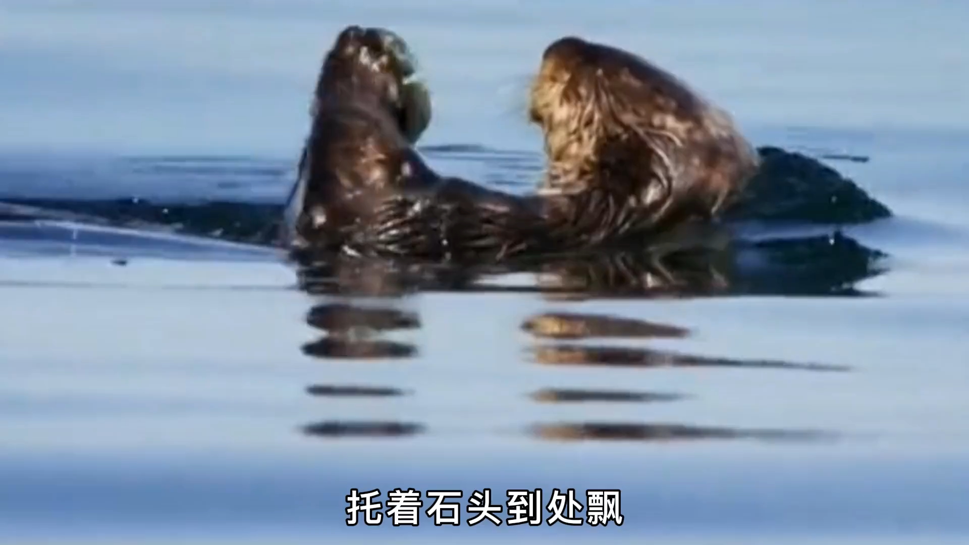 爱擦香香的海獭,有多可爱?世界可爱榜排名第五!