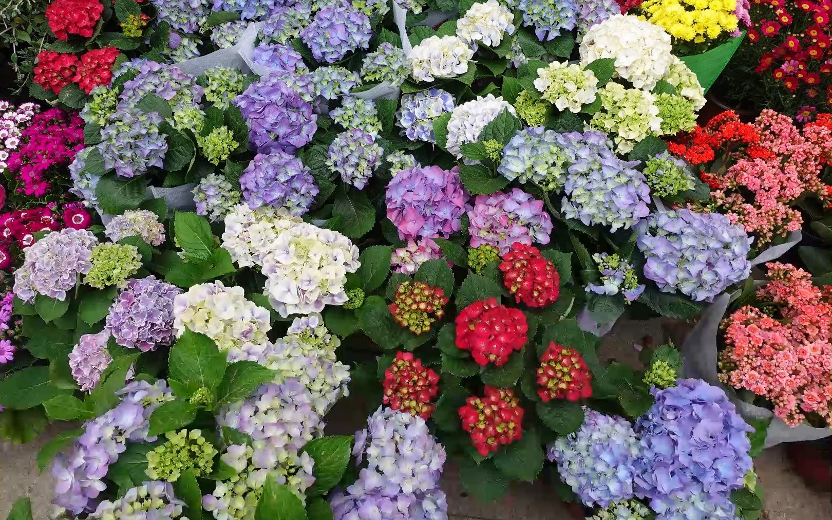 春天就应该姹紫嫣红呀