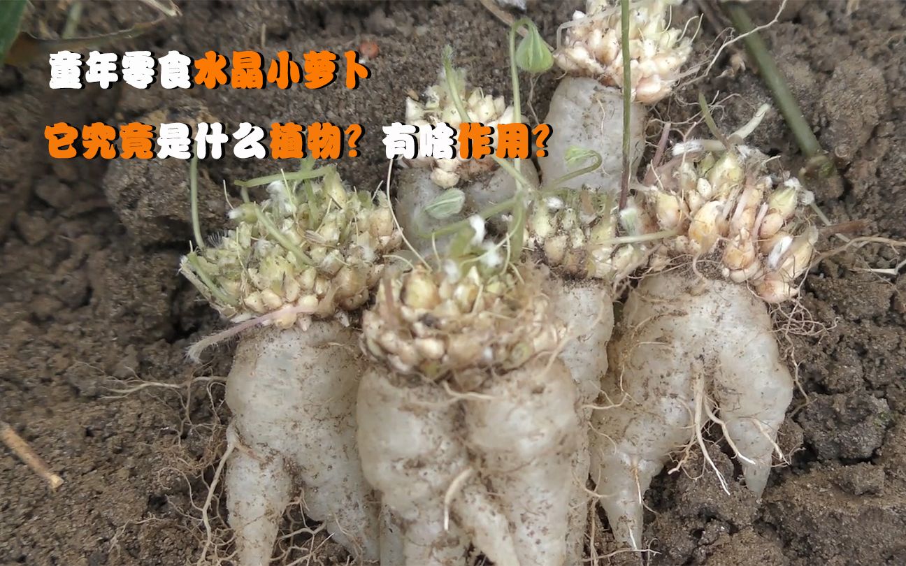 童年零食水晶小萝卜,它究竟是什么植物?有啥作用?