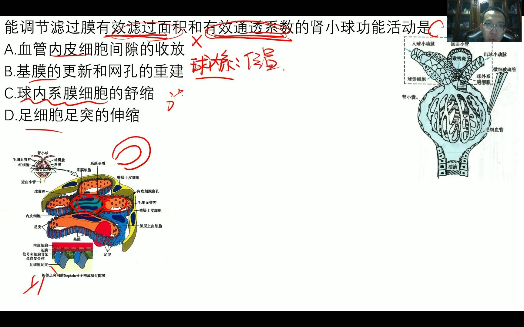 【考研西综每日一题】球内系膜细胞和球外系膜细胞谁能影响滤过膜的面积?哔哩哔哩bilibili