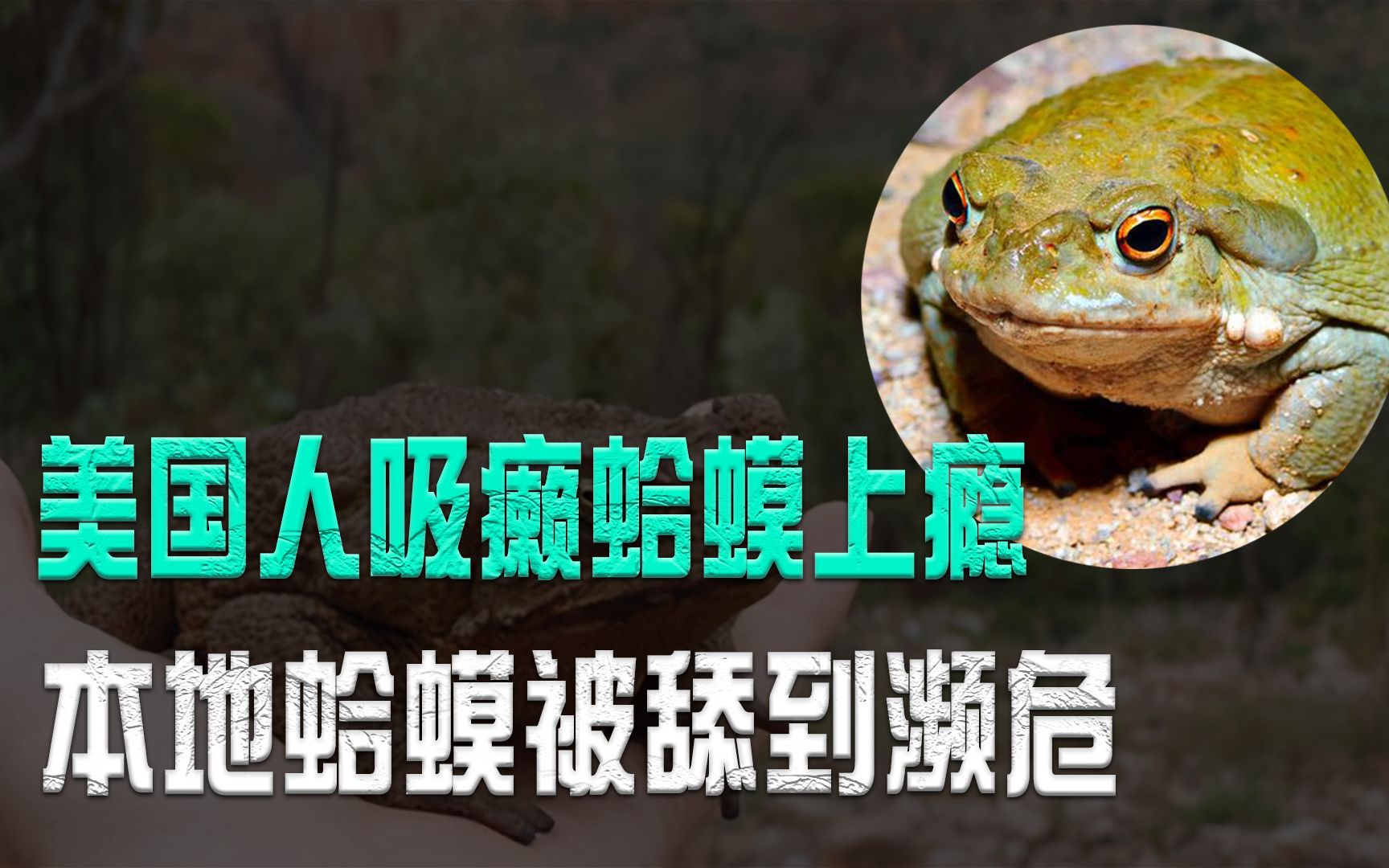 癞蛤蟆成新型毒品?美国人吸蛤蟆上瘾,本地蛤蟆被舔到濒危