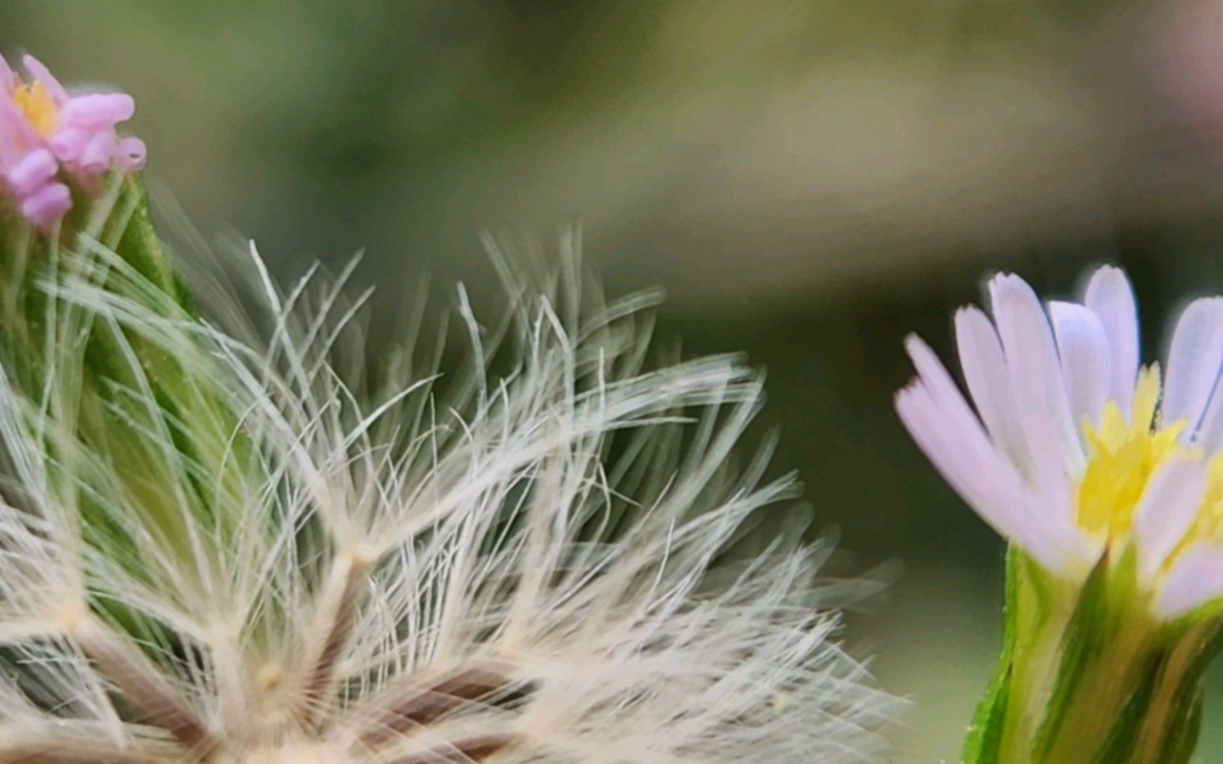 [图]空叶寒蝉余落日，拂柳凌霜花霞河