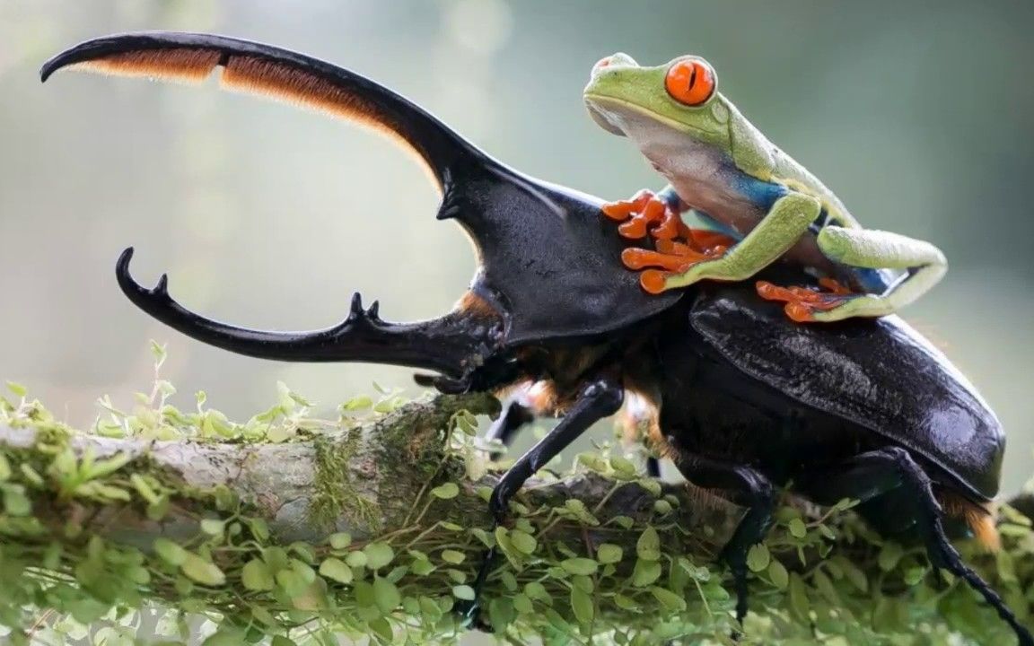 关于独角仙的有趣事实 interesting facts about hercules beetle