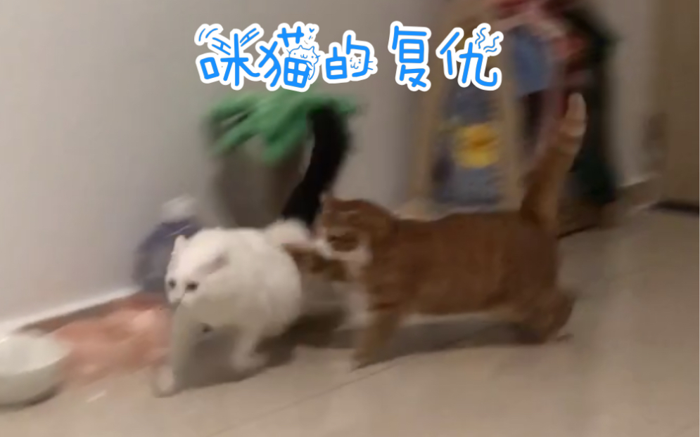 阿咪:“看我不把你打得猪仰马翻!!”哔哩哔哩bilibili