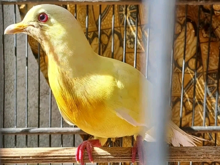 黄化咕咕 黄化绿斑鸠 黄化红颈绿鸠