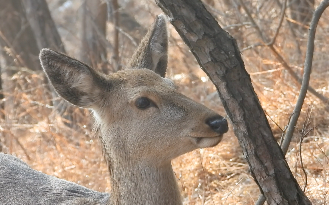近距离欣赏梅花鹿的卡姿兰大眼睛