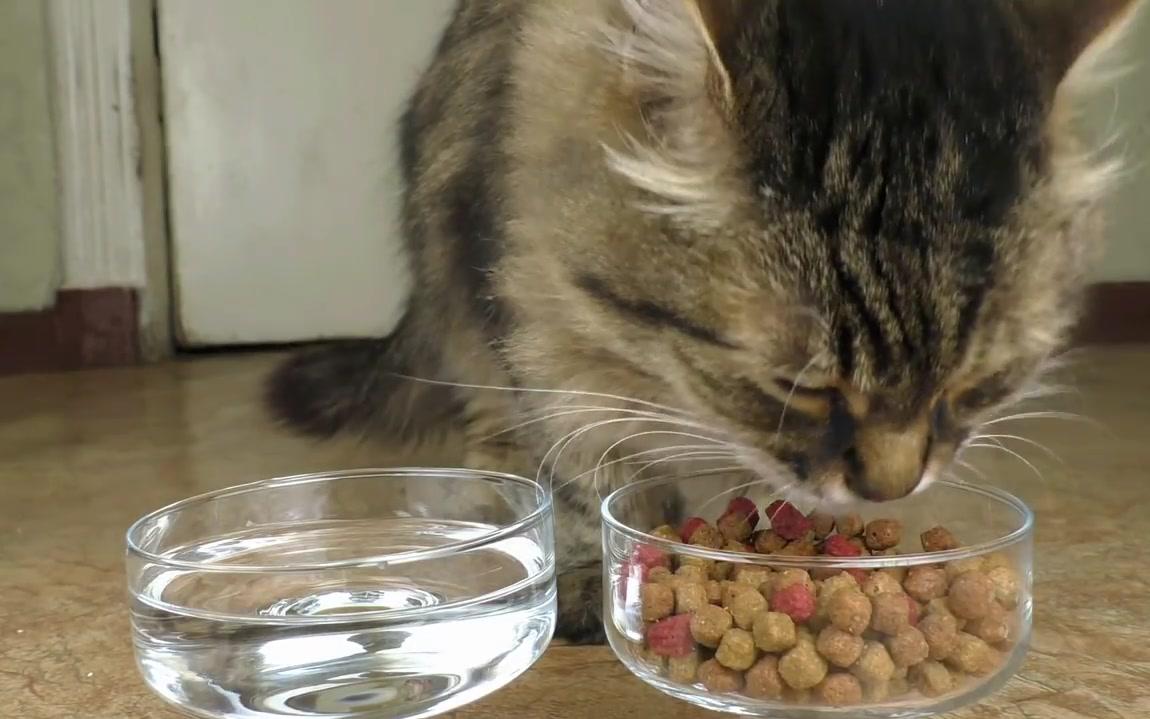 【萌宠吃播】喵星人吃猫粮