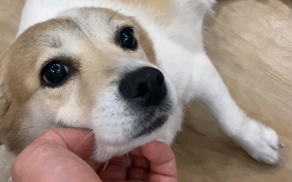 "绝食"修狗的第一视角