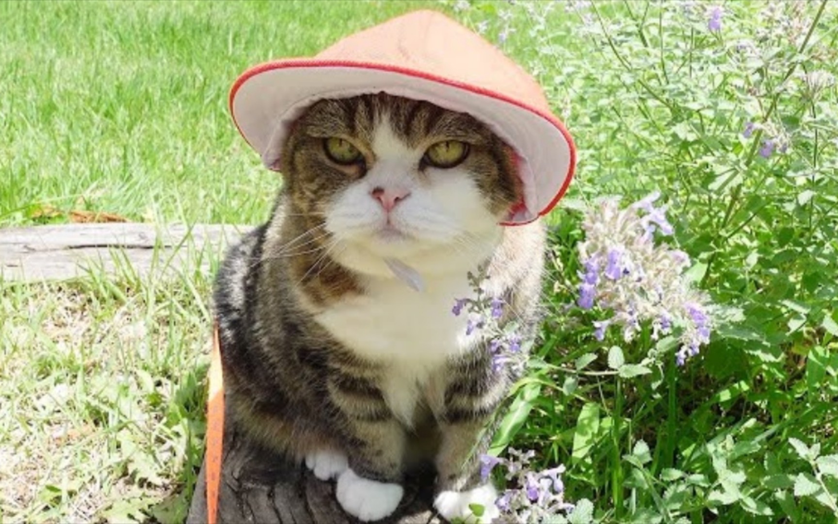 "红帽子与猫:一种别样的萌感!