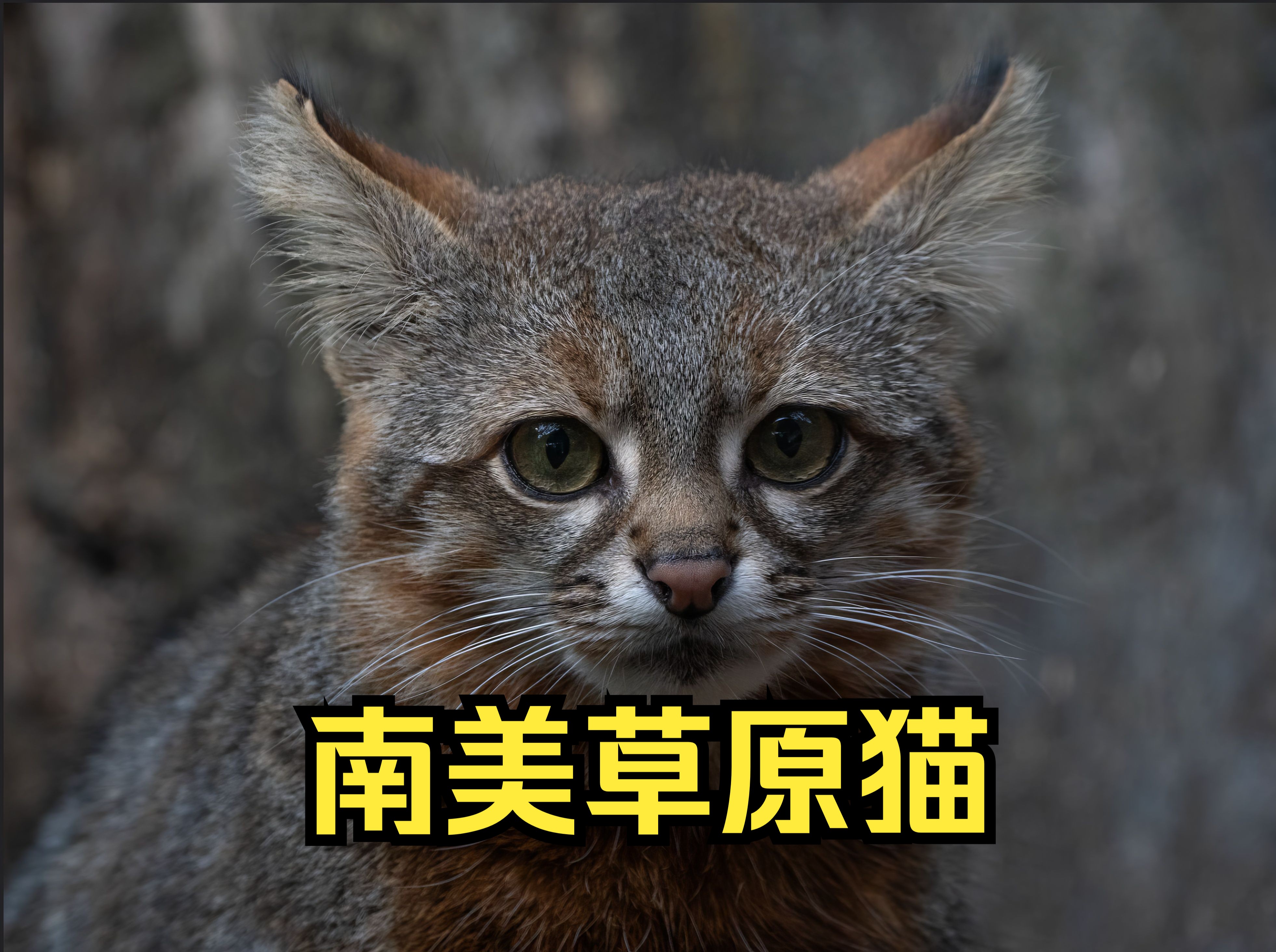 4K动物世界 猫科动物之南美草原猫哔哩哔哩bilibili