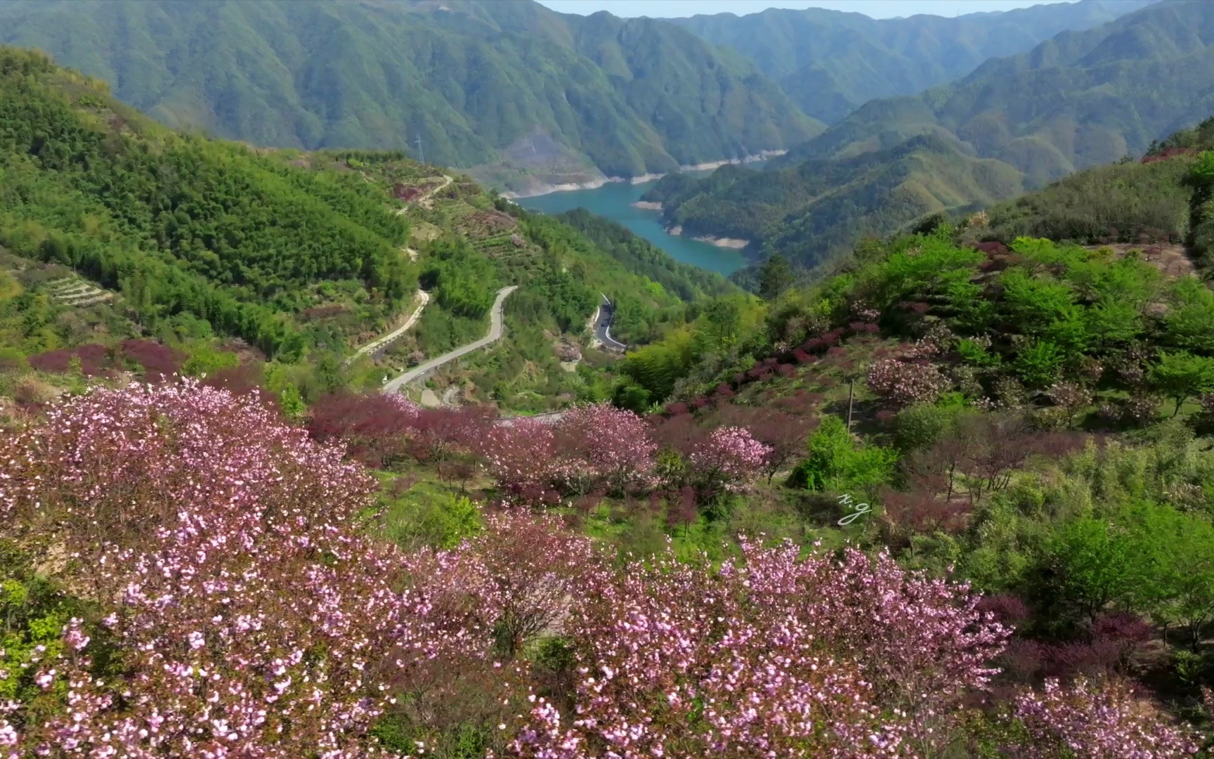 旅途上的風景-四明山櫻花