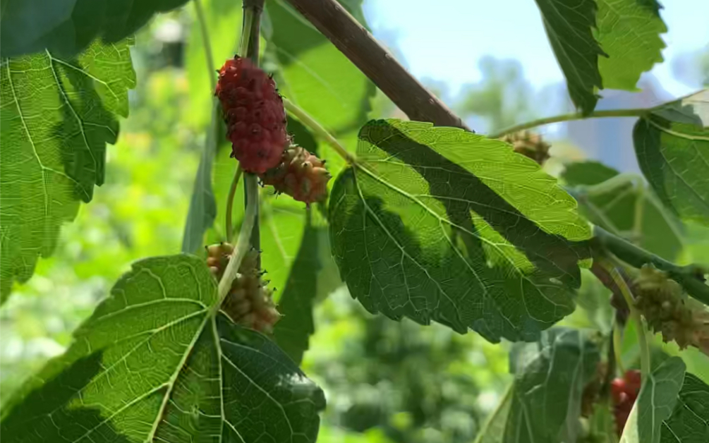 [图]初夏的水果酸酸甜甜，摘水果的乐趣谁懂？