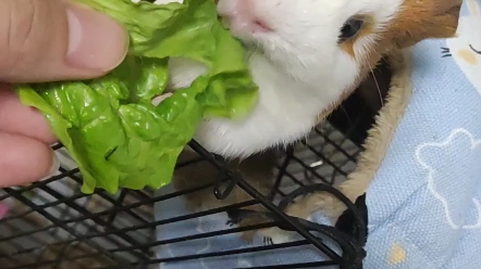 每天都是五分钟没吃如隔三秋的干饭猪