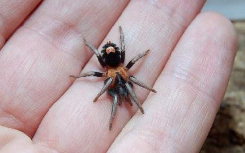 大良捕鸟蛛的饲养教程捕鸟蛛其实很可爱的