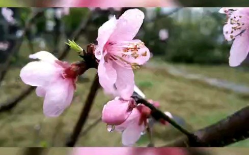 [图]《桃花雨 相留醉》作者/诵读：杨丽艳 配音/摄影/制作：阡陌