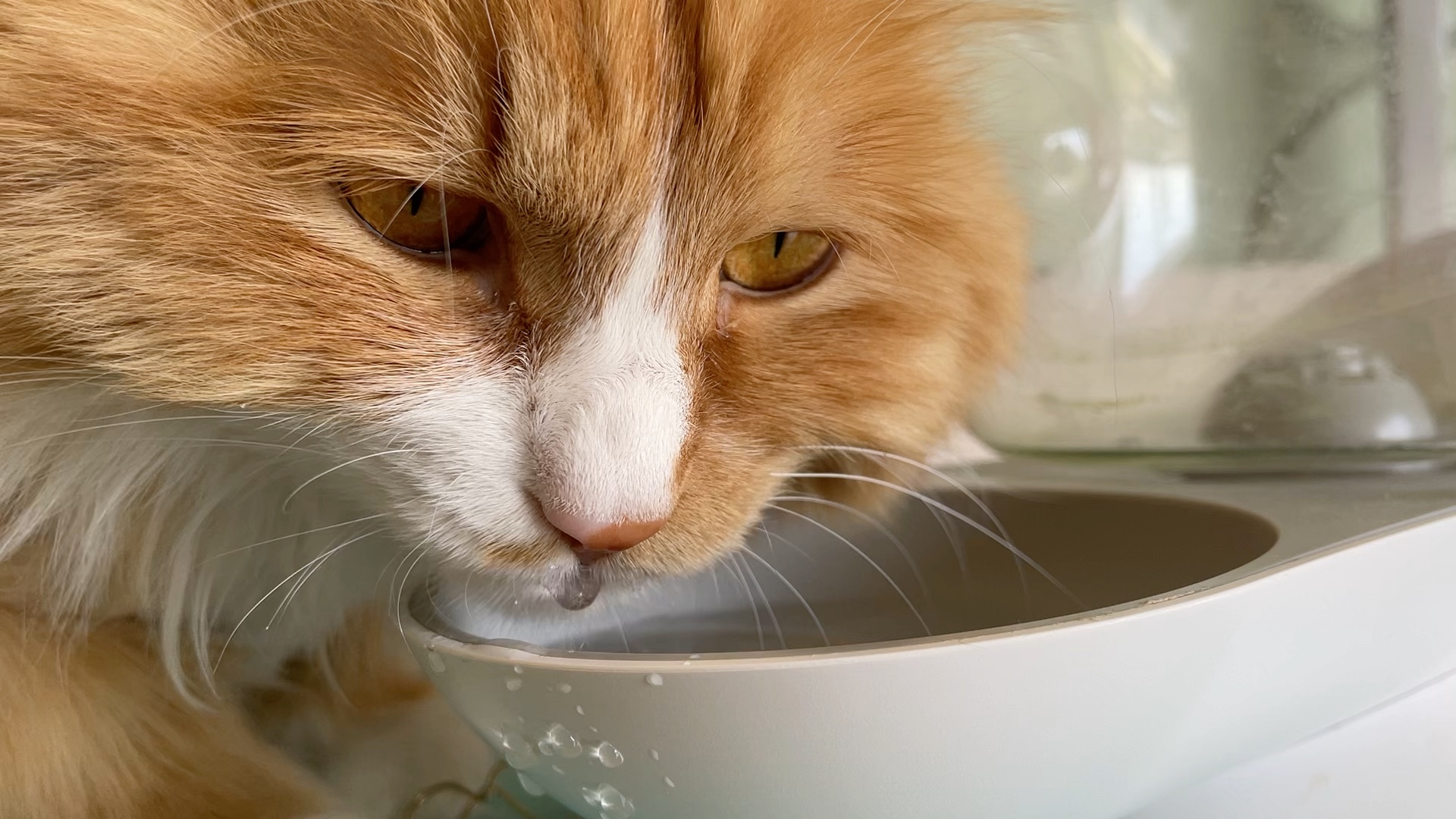 小可爱喝水,喝半碗,洒半碗!猫喝水的声音超级治愈!