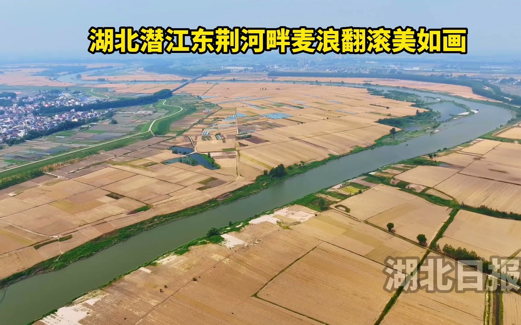 湖北潜江东荆河畔麦浪翻滚美如画