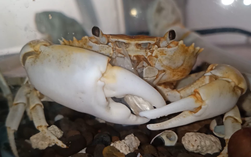 锐刺拟溪蟹进食口器特写