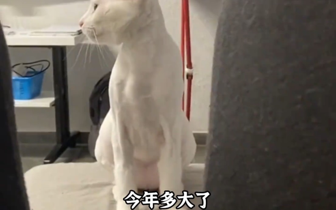 [图]听懂人话的猫狗，汪喵都成精了，交流无障碍！#狗狗 #萌宠 #听懂人话的动物 #猫咪 #动物的迷惑行为