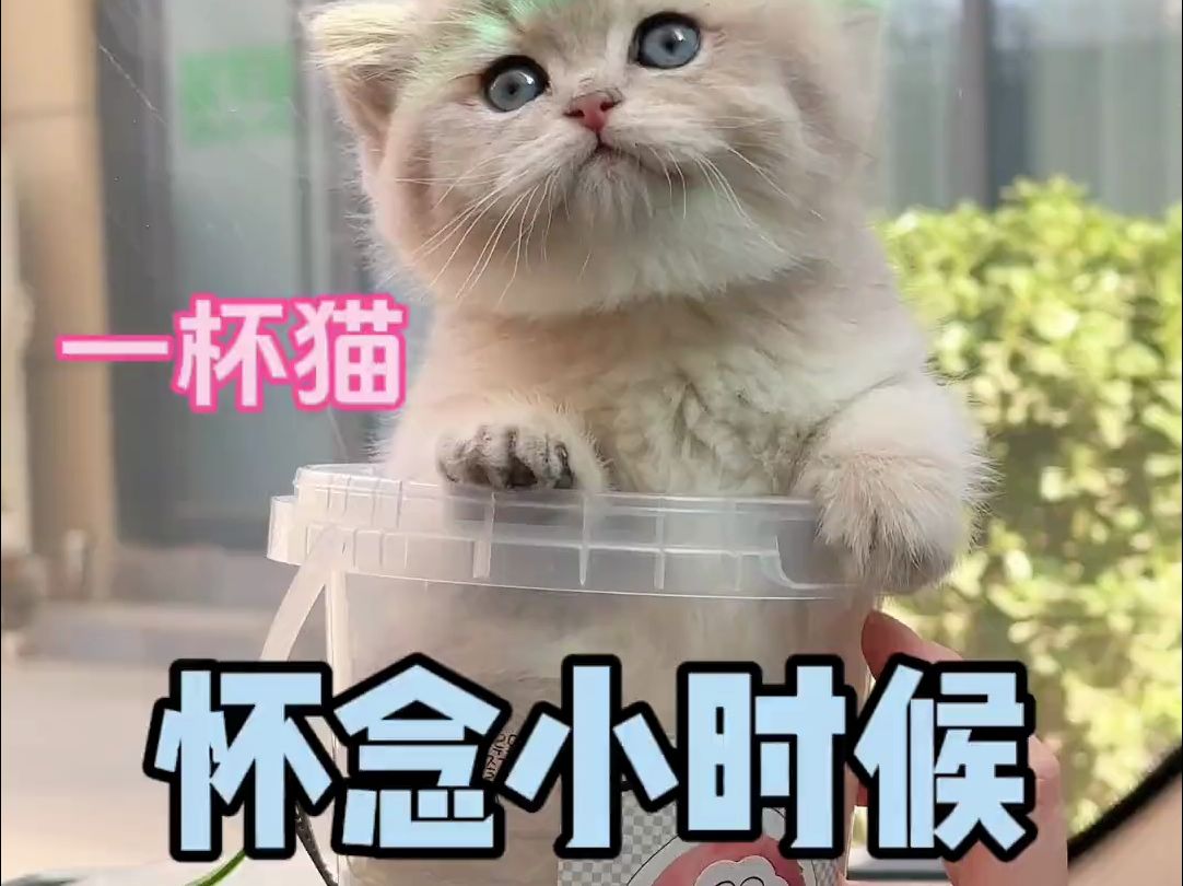 突然怀念豆奶小时候了,小奶猫真是太可爱了!哔哩哔哩bilibili