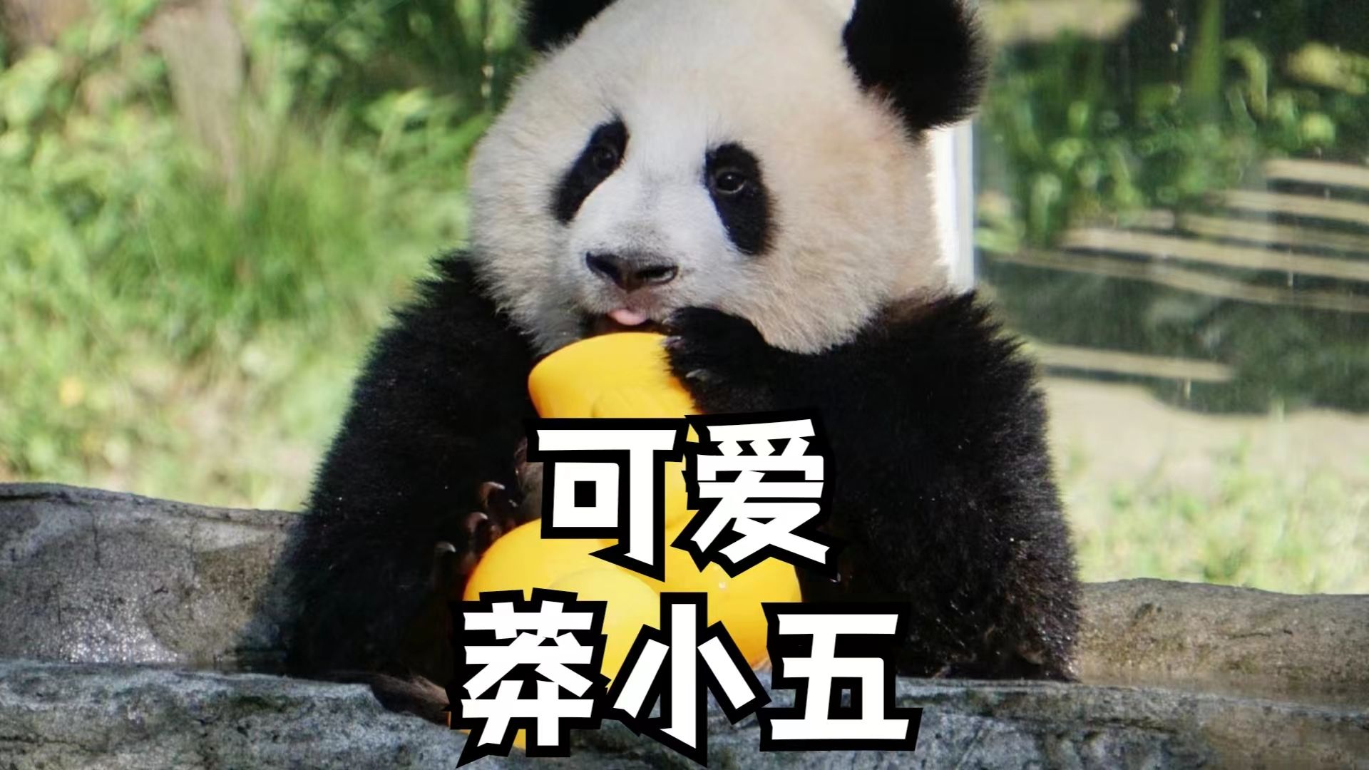 莽小五为了给小黄鸭洗澡,都不去跟自己妈妈打架了