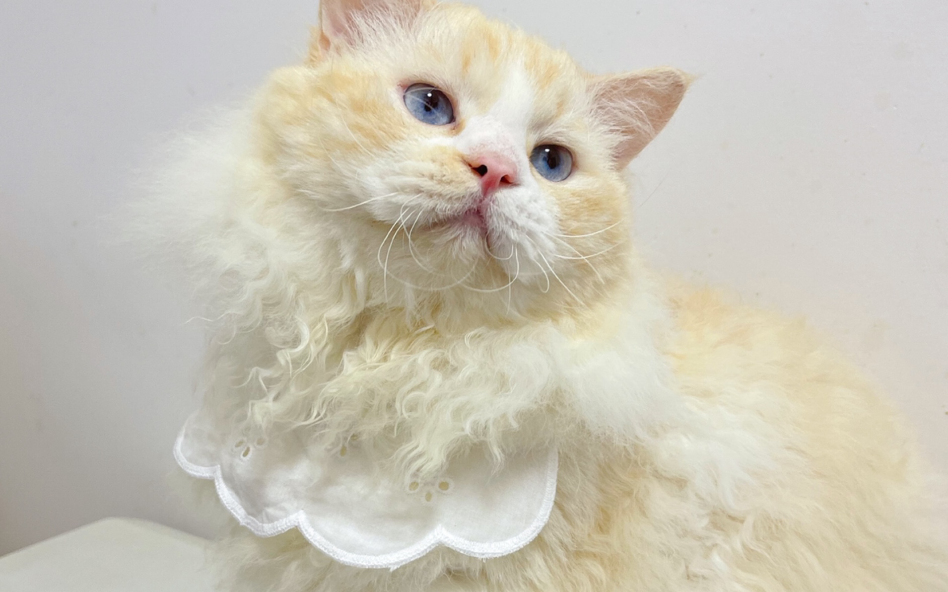 【卷毛猫】烫头小伙的可爱日常