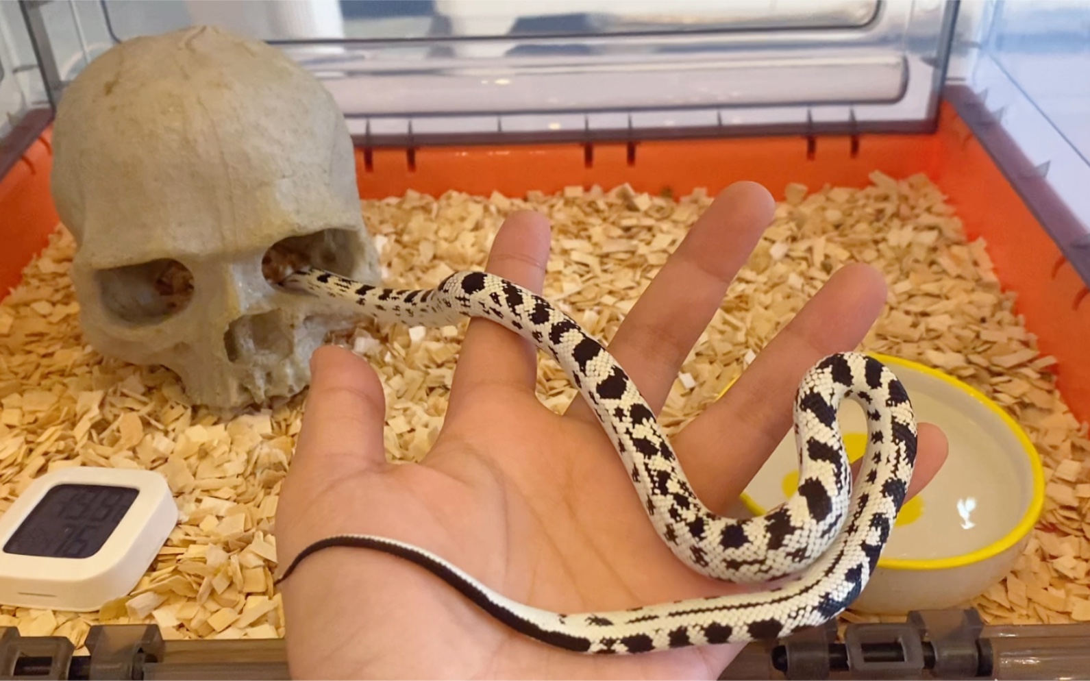 新成员雪花王蛇