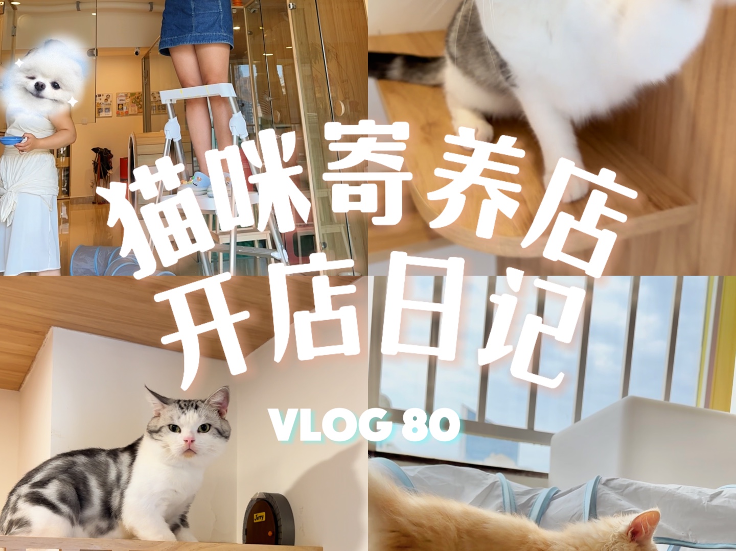 给小猫取什么名字好呢 Vlog 80哔哩哔哩bilibili