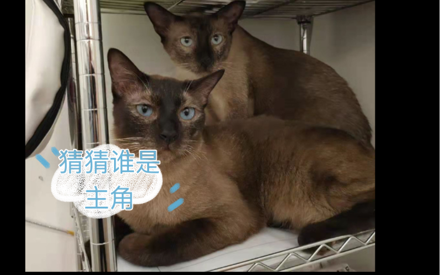 喵尾猫咖简介:煤老板小七哔哩哔哩bilibili