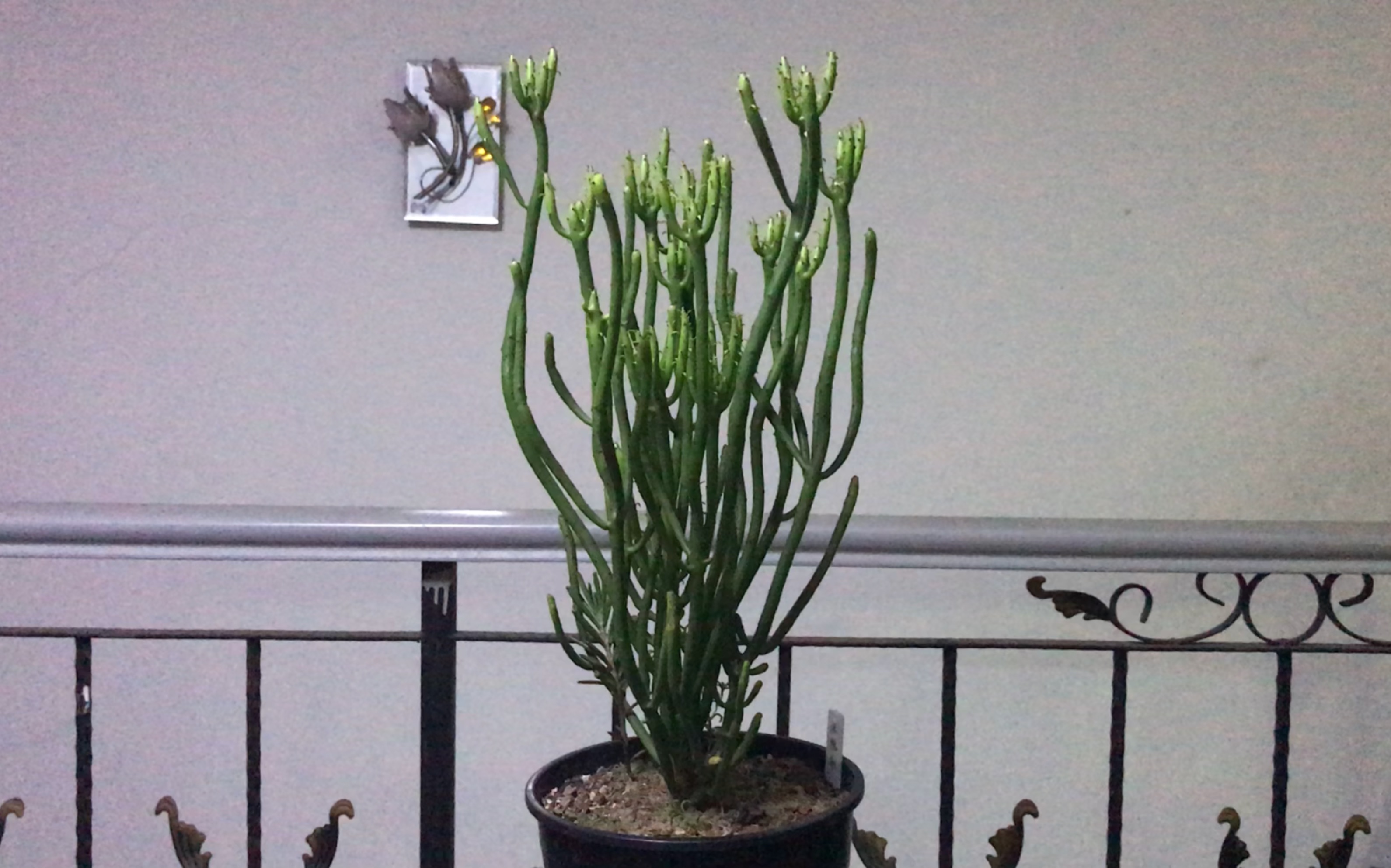 七夕到了,单身的朋友养上一棵光棍树,看看它心理就平衡了!